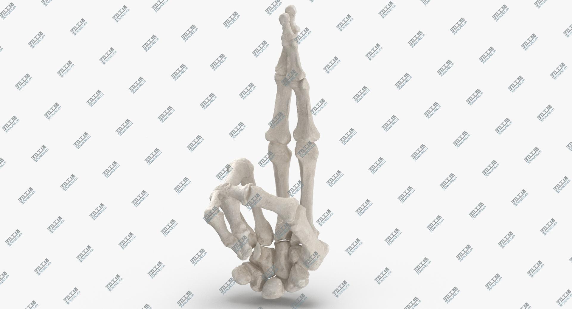images/goods_img/2021040234/3D Real Human Hand Bones White Good Luck Sign model/1.jpg